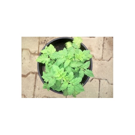 Lycopersicon esculentum