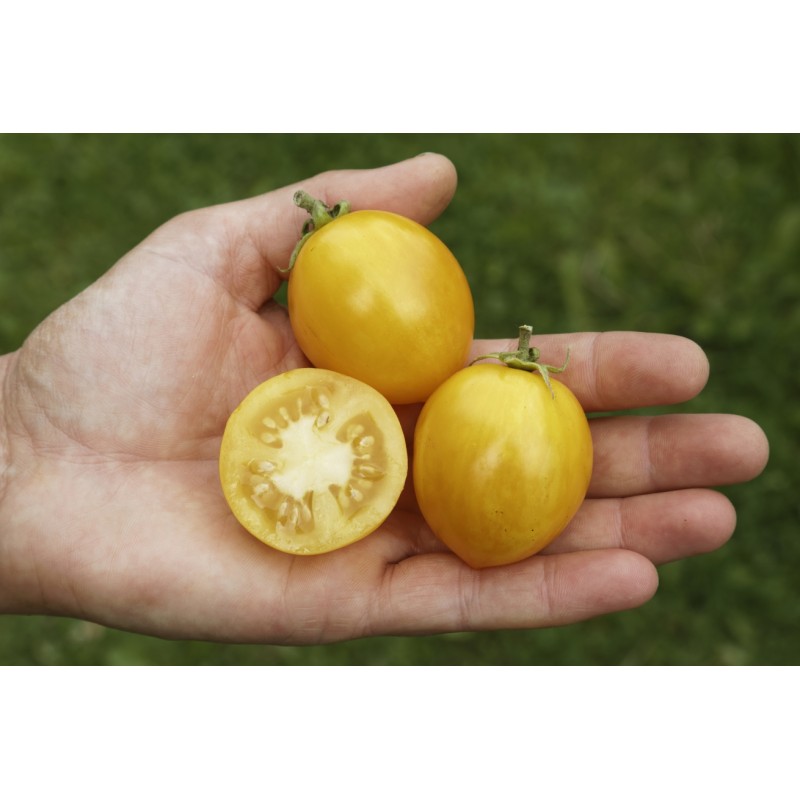 Lycopersicon esculentum