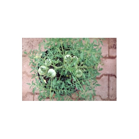 Lycopersicon esculentum