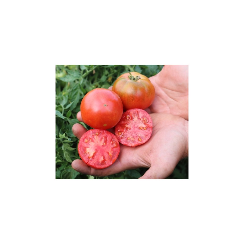 Lycopersicon esculentum