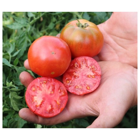 Lycopersicon esculentum