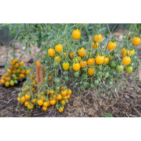 Lycopersicon esculentum