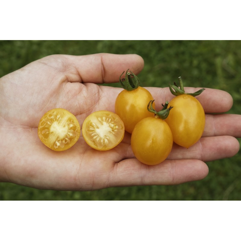 Lycopersicon esculentum