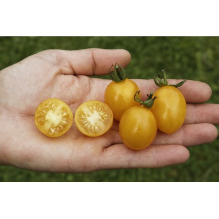 Lycopersicon esculentum