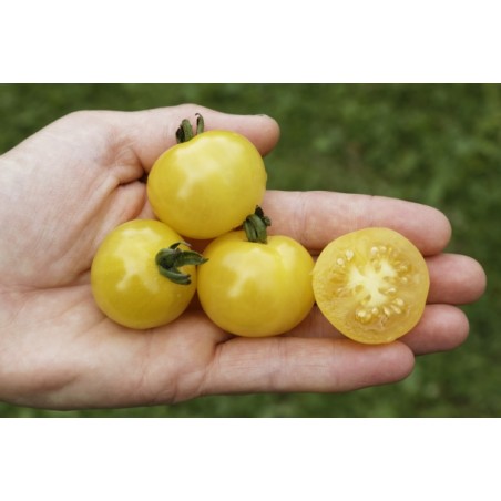 Lycopersicon esculentum