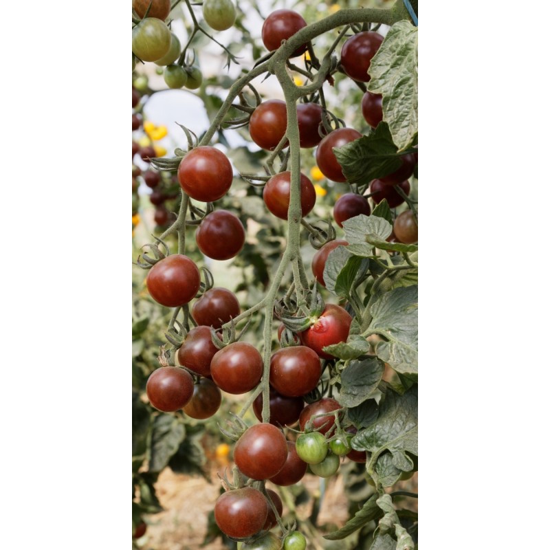 Lycopersicon esculentum