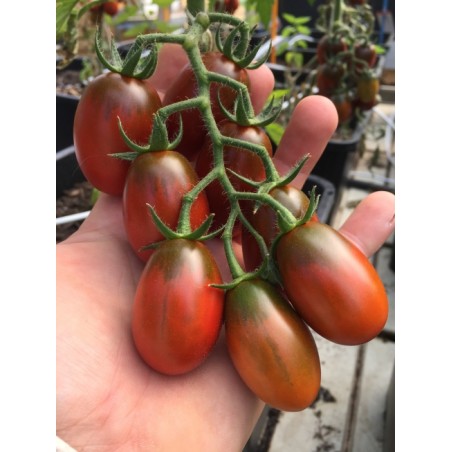 Lycopersicon esculentum