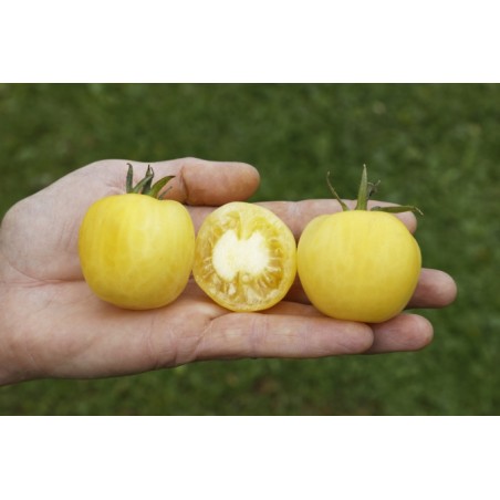 Lycopersicon esculentum