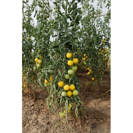 Lycopersicon esculentum