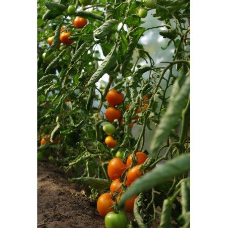 Lycopersicon esculentum