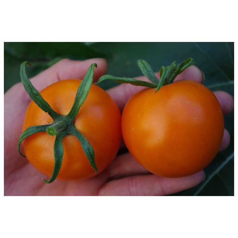 Lycopersicon esculentum