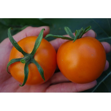 Lycopersicon esculentum