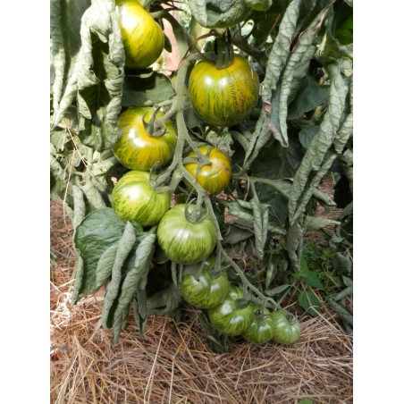 Lycopersicon esculentum