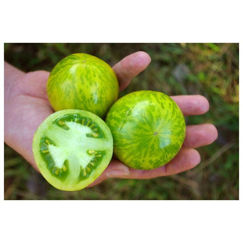 Lycopersicon esculentum