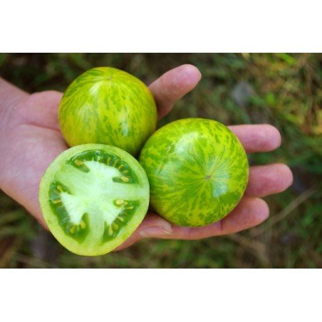 Lycopersicon esculentum