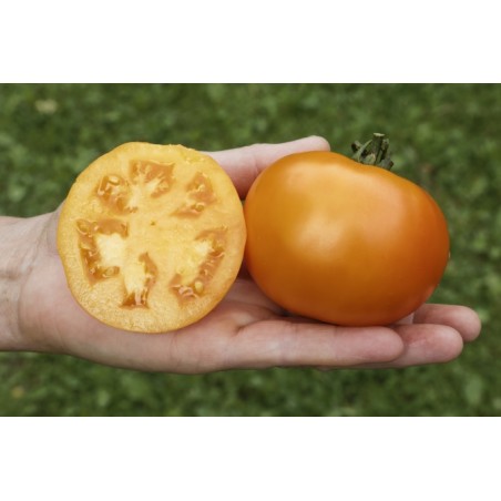 Lycopersicon esculentum