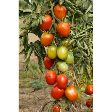 Lycopersicon esculentum