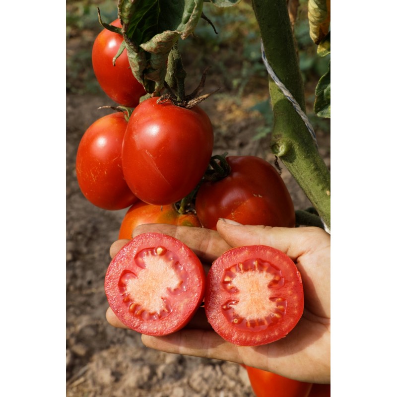 Lycopersicon esculentum