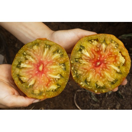 Lycopersicon esculentum