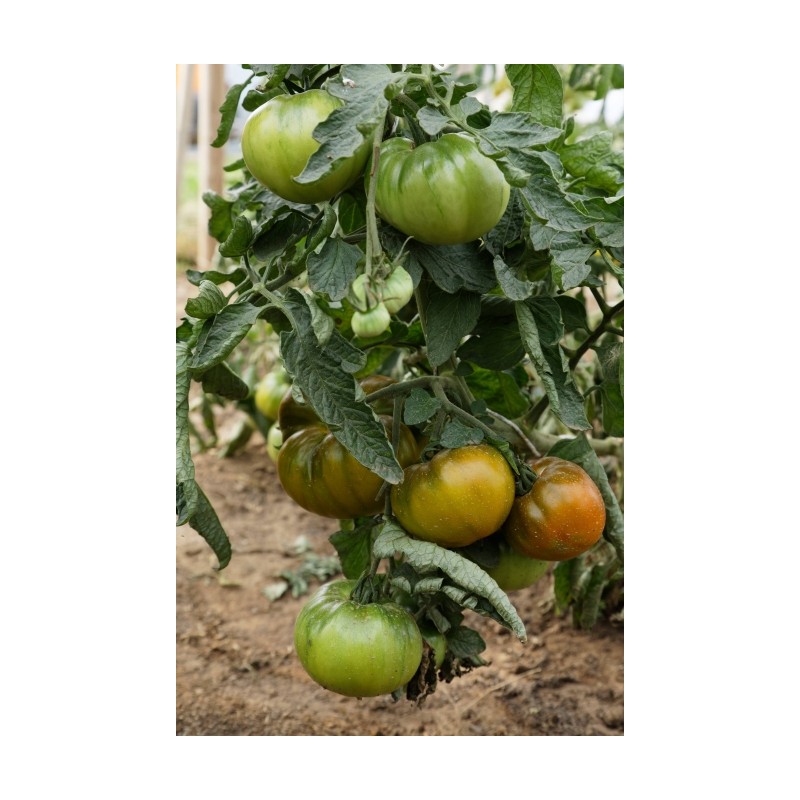 Lycopersicon esculentum