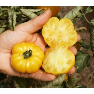 Fleischtomate Old Yellow Candystripe