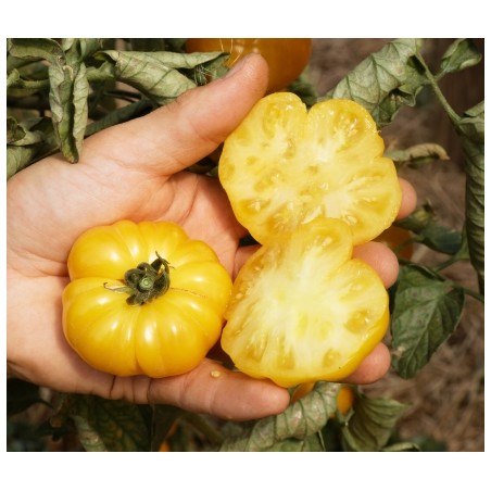 Lycopersicon esculentum