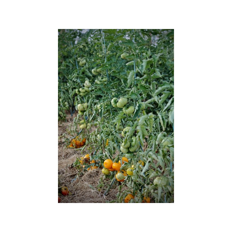 Lycopersicon esculentum