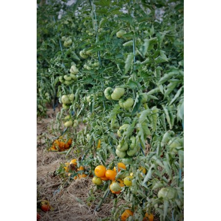 Lycopersicon esculentum