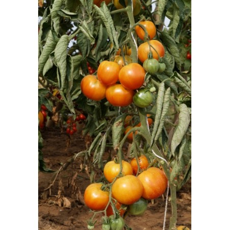 Lycopersicon esculentum