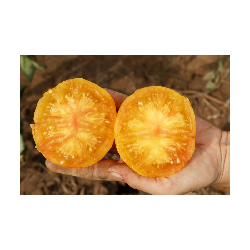 Lycopersicon esculentum