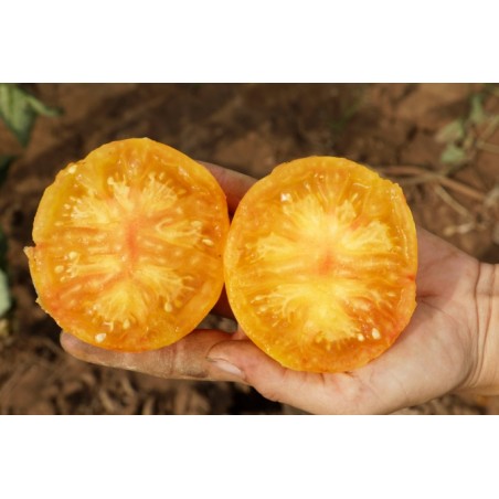 Lycopersicon esculentum