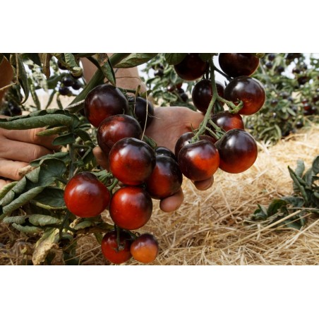 Lycopersicon esculentum