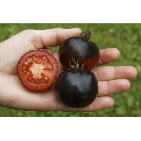 Lycopersicon esculentum