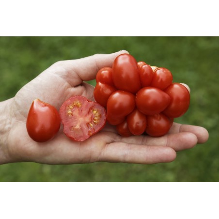 Lycopersicon esculentum