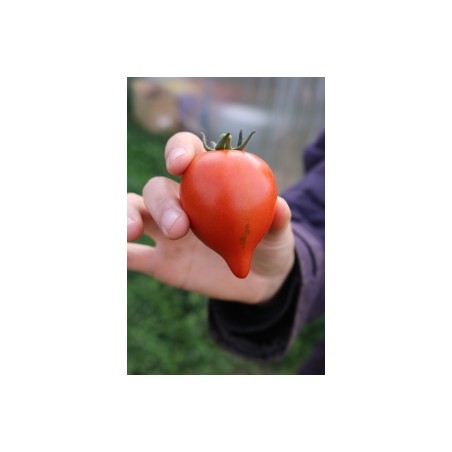 Lycopersicon esculentum