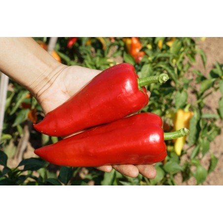 Capsicum annuum