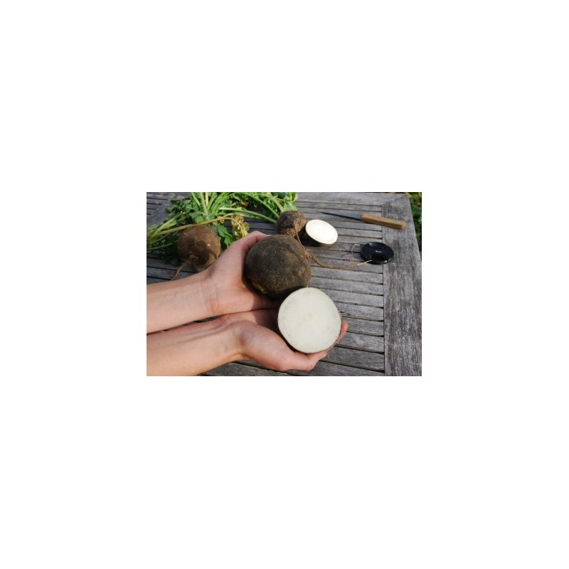 Raphanus sativus var. niger