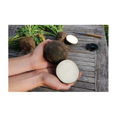 Raphanus sativus var. niger