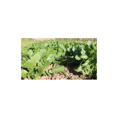 Rettich Green Luobo – Pflanze (Produktfoto)