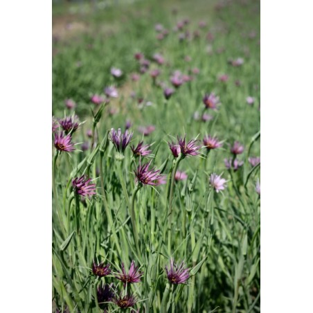 Tragopogon porrifolium