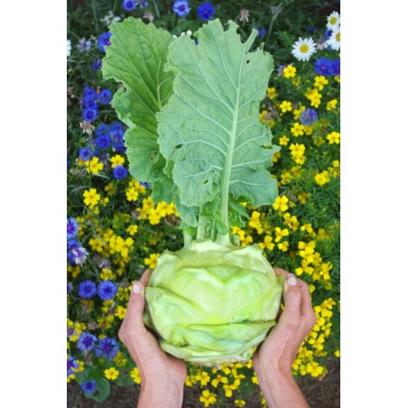 Brassica oleracea var. gongylodes