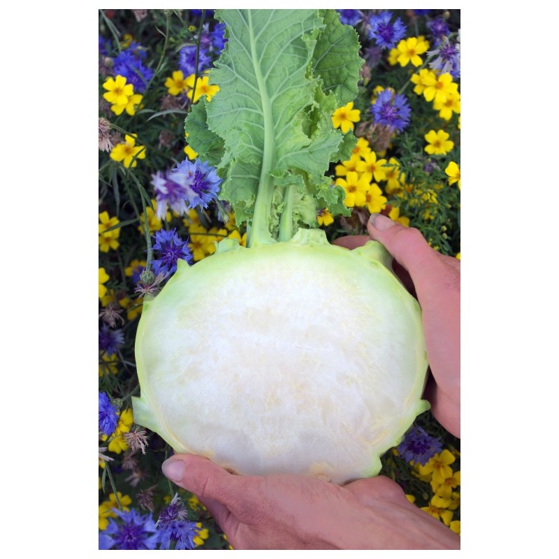 Brassica oleracea var. gongylodes