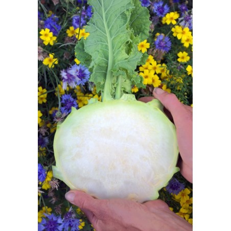 Brassica oleracea var. gongylodes