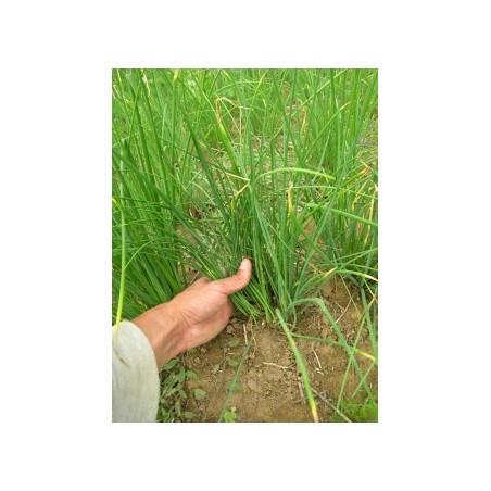 Allium schoenoprasum