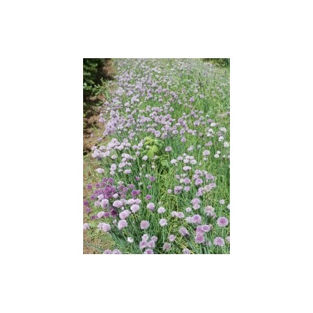 Allium schoenoprasum