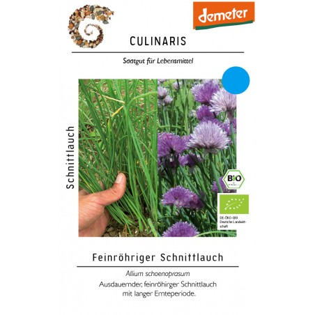 Allium schoenoprasum