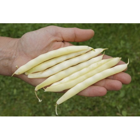 Phaseolus vulgaris var. nanus