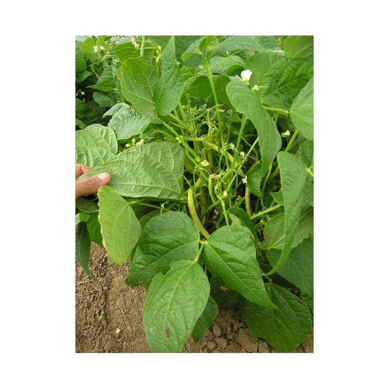 Phaseolus vulgaris var. nanus