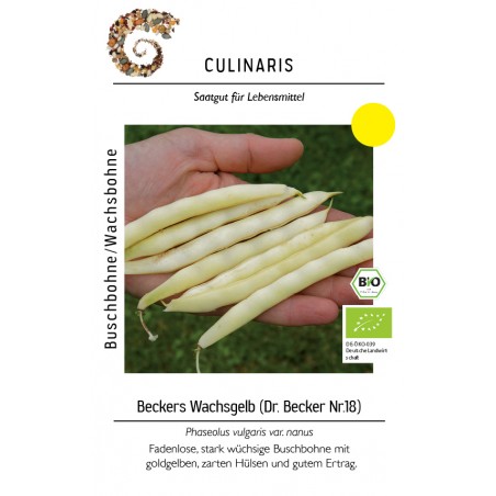 Phaseolus vulgaris var. nanus