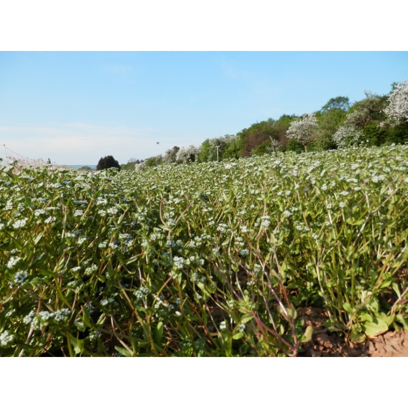Valerianella locusta
